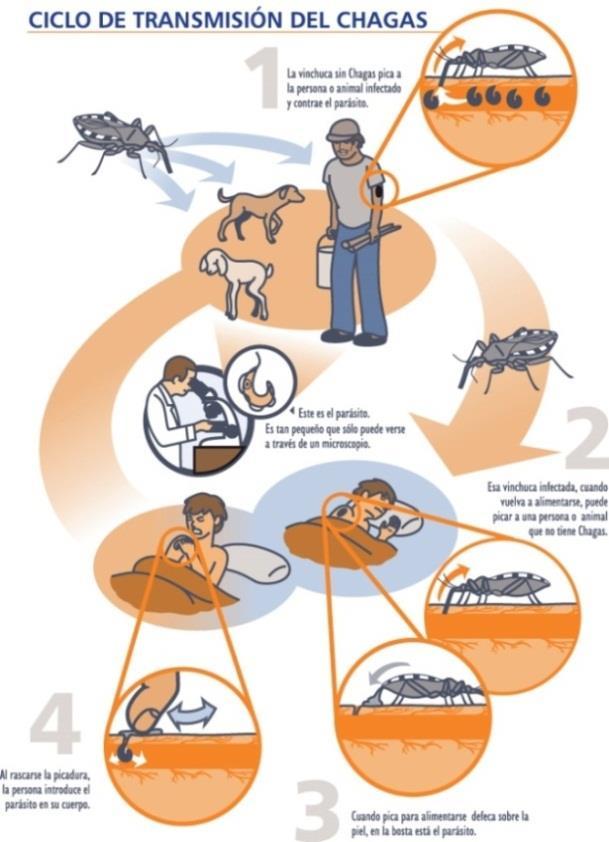 Ciclo de transmisión de la enfermedad de Chagas